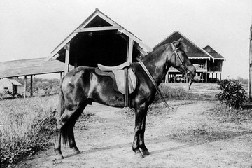 Pyinmana - my pony 1906